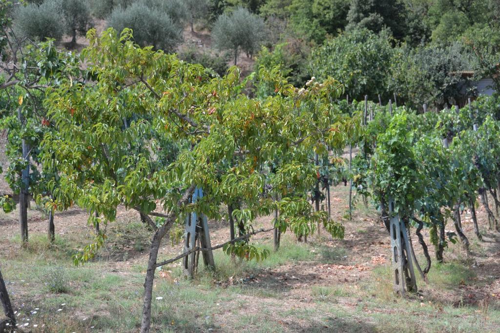 Affittacamere La Fornace Rigomagno Luaran gambar